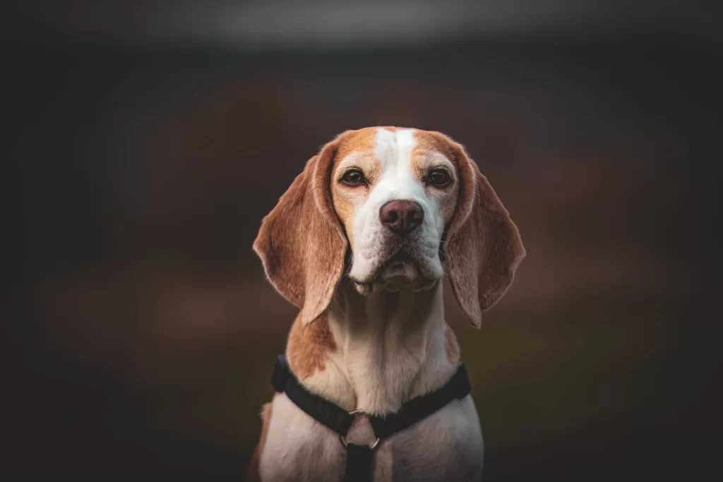 Are Beagles loyal?