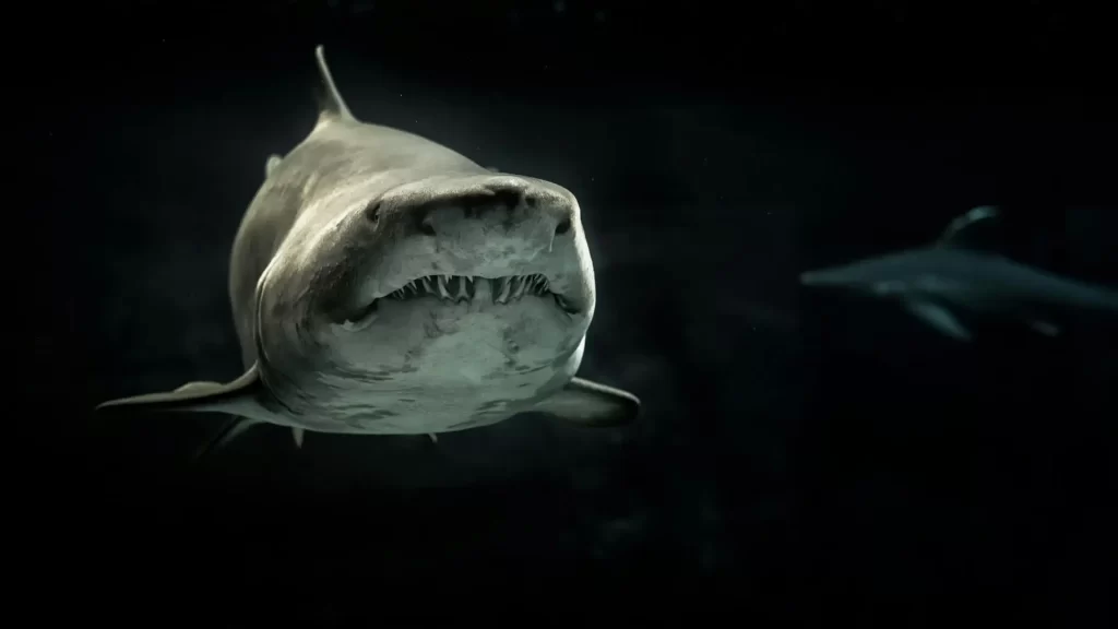 Is the Great White Shark aggressive?