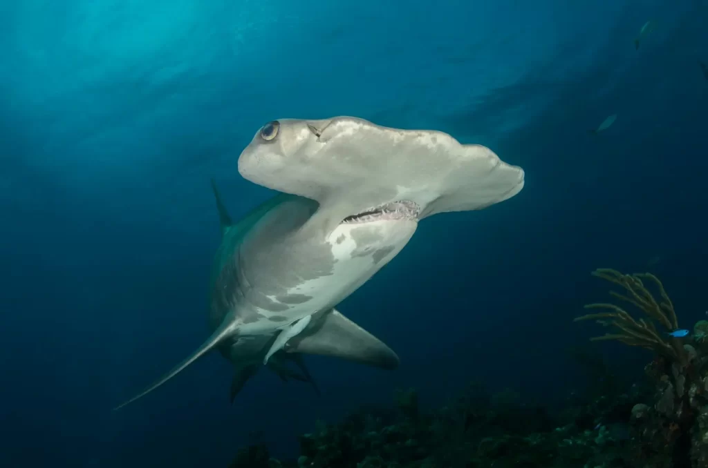 Is the Hammerhead Shark aggressive?