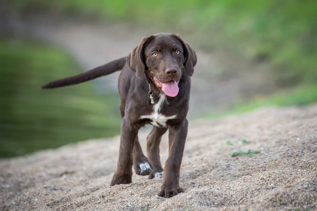 Are Labrador Retrievers loyal?