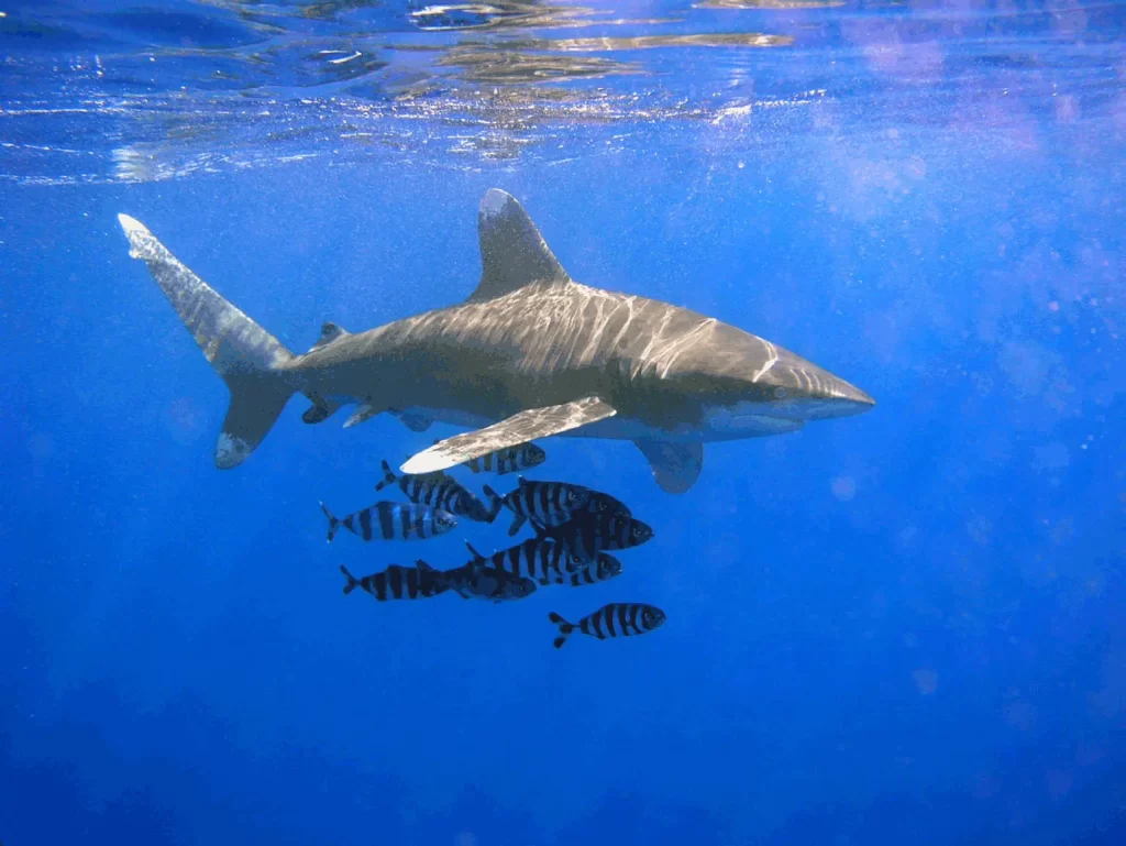 Is the Oceanic Whitetip Shark aggressive?