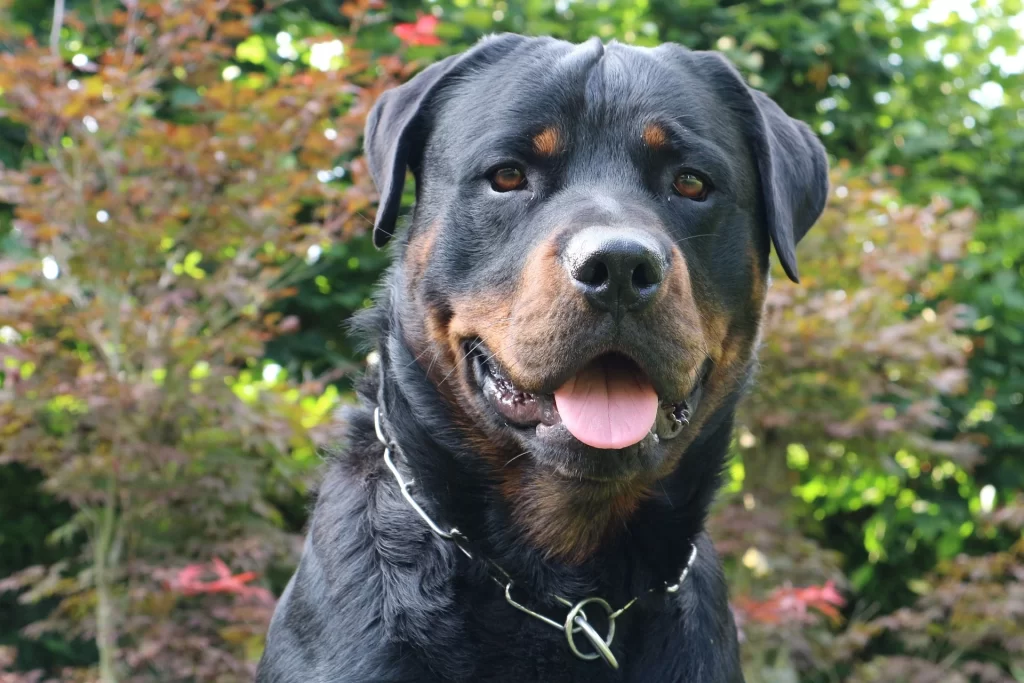 Are Rottweilers aggressive?