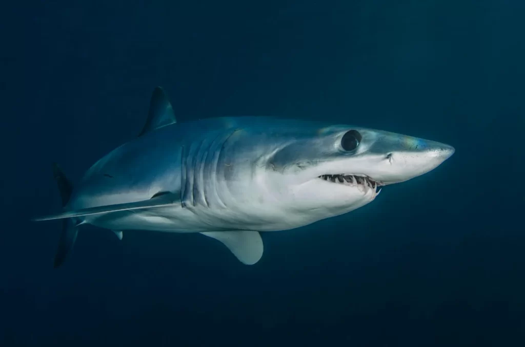 Is the Shortfin Mako Shark aggressive?