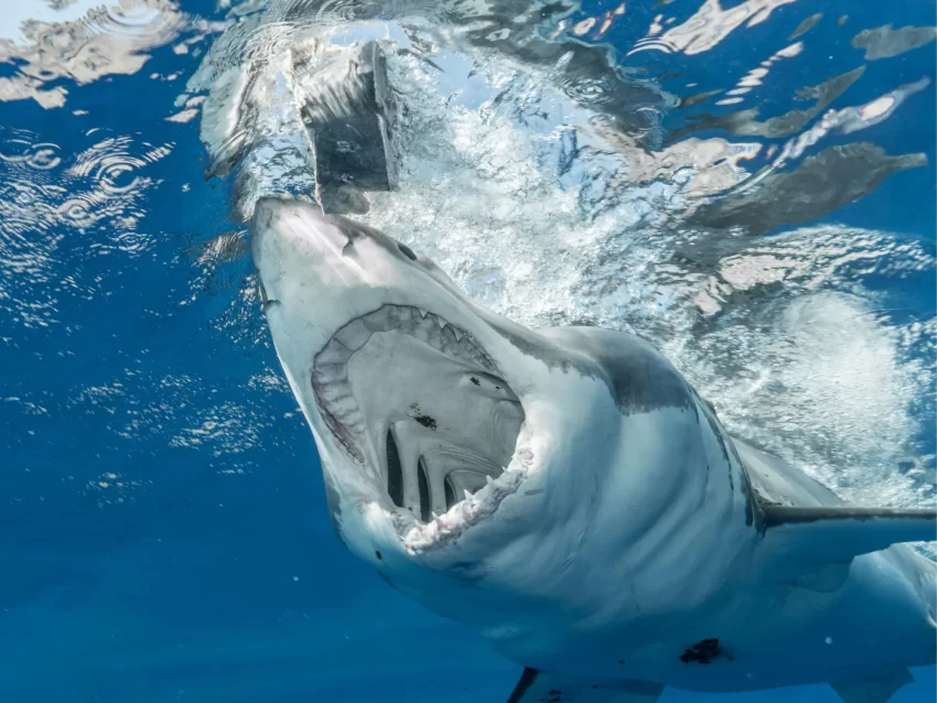 The World’s Most Aggressive Sharks