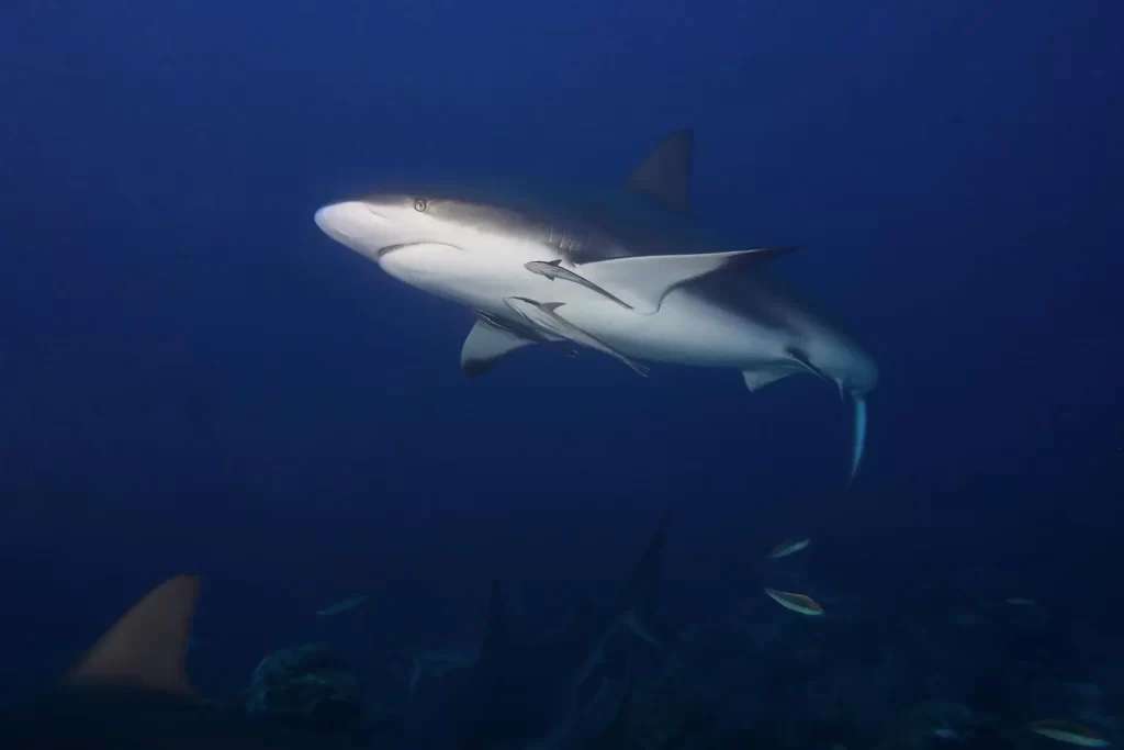 Is the Bull Shark aggressive?, Zambezi Shark, Carcharhinus Leucas
