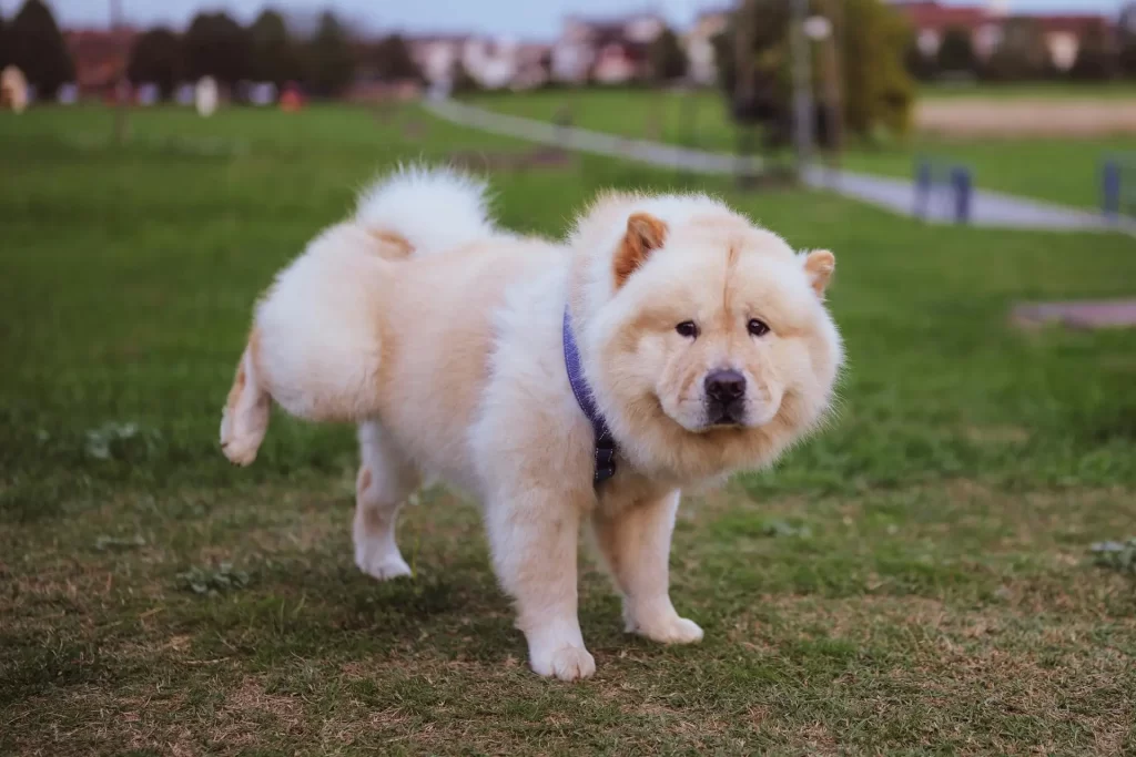Are Chow Chows aggressive?