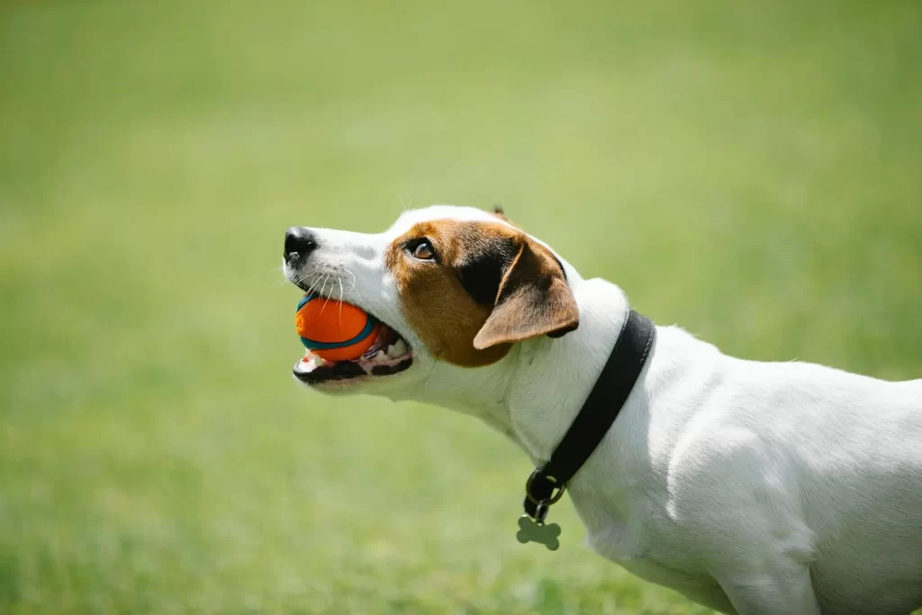 Are Jack Russell Terriers aggressive?